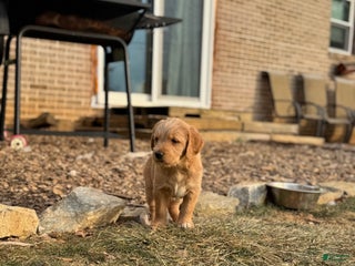 Mixed Breed dogs Casey - Ad 37