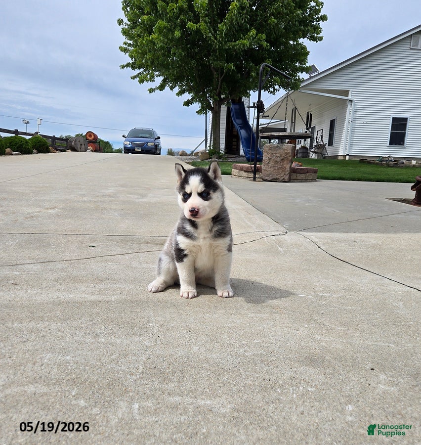 Pomsky dogs Jackie - Ad 1