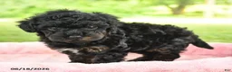 Toy Poodle dogs for sale: Ada - Ad 4