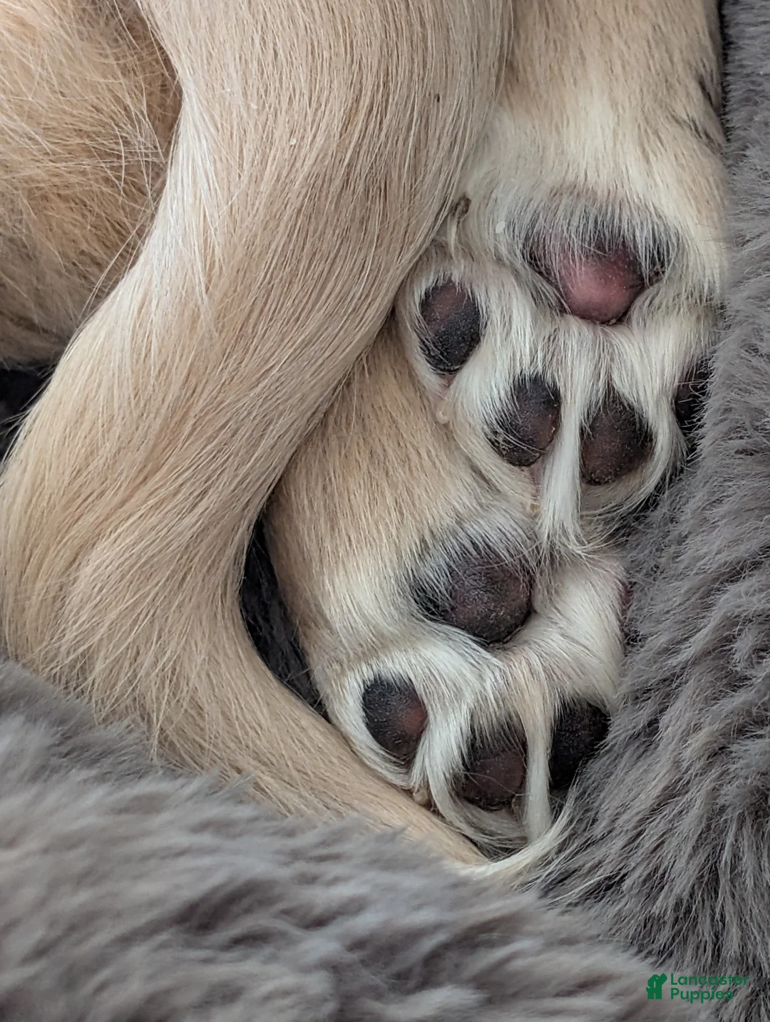 Miniature Dachshund dogs for sale: Miniature Dachshund Puppy 1 - Ad 8