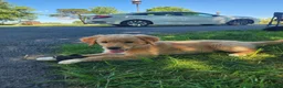 Mixed Breed dogs for sale: Nova - Ad 10