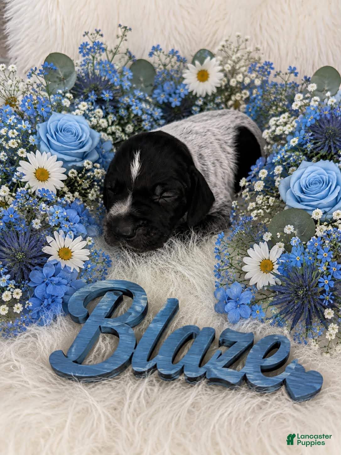 German Shorthaired Pointer dogs Blaze - Ad 16