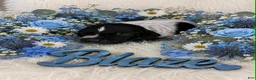 German Shorthaired Pointer dogs for sale: Blaze - Ad 1