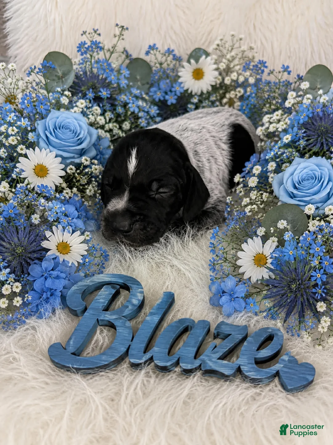 German Shorthaired Pointer dogs for sale: Blaze - Ad 1