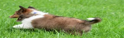 Shetland Sheepdog dogs for sale: Kevin - Ad 4