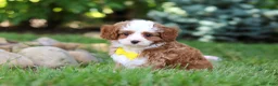 Cavapoo dogs for sale: Oliver - Ad 4