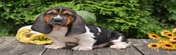 Basset Hound dogs for sale: Landon - Ad 1