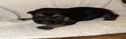 German Shepherd dogs for sale: Daisy - Ad 2