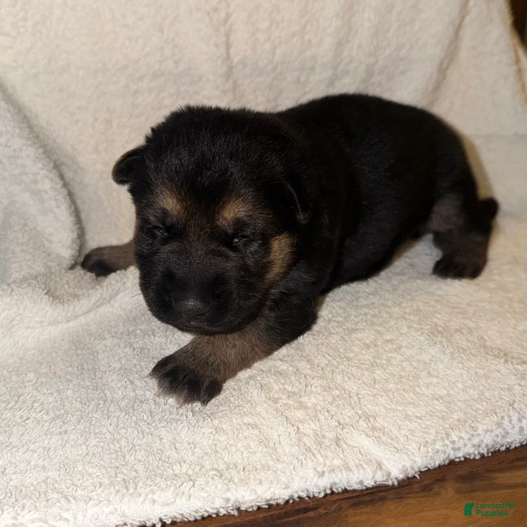 German Shepherd dogs for sale: Daisy - Ad 2