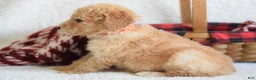 Goldendoodle dogs for sale: Goldendoodle Puppy 7 - Ad 2