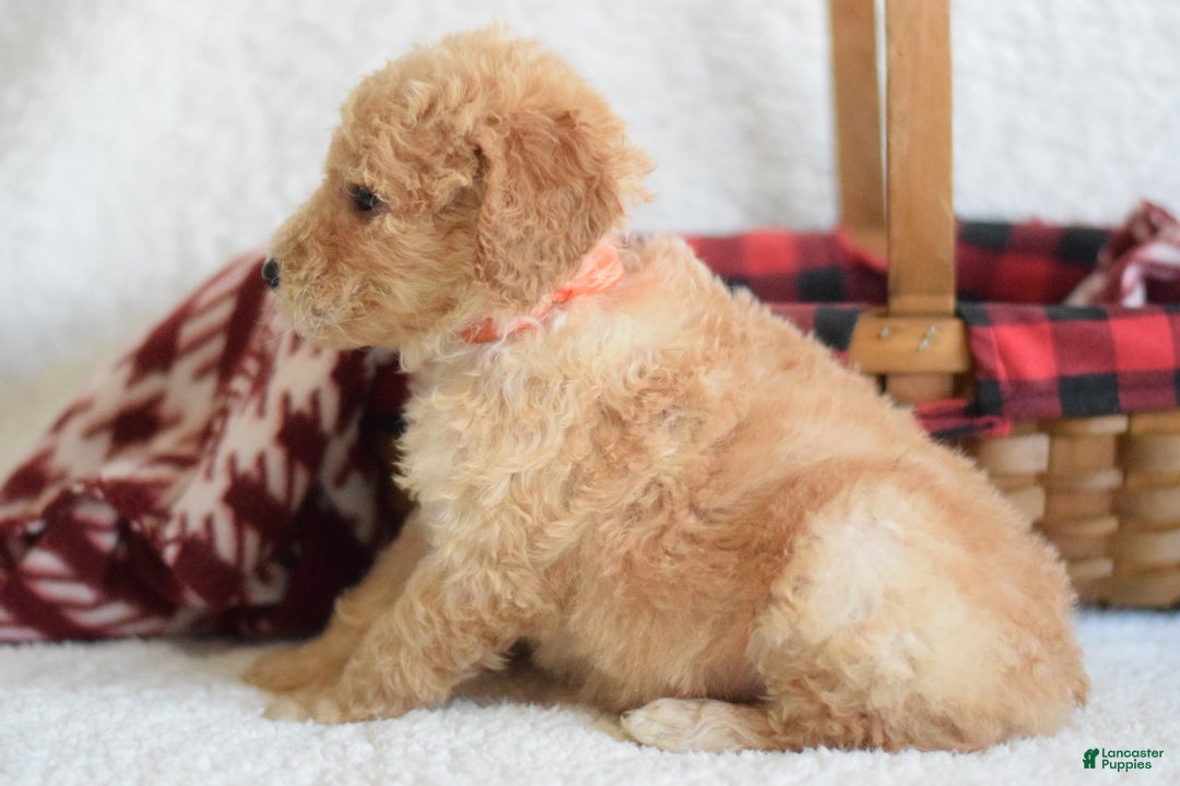 Goldendoodle dogs for sale: Goldendoodle Puppy 7 - Ad 2