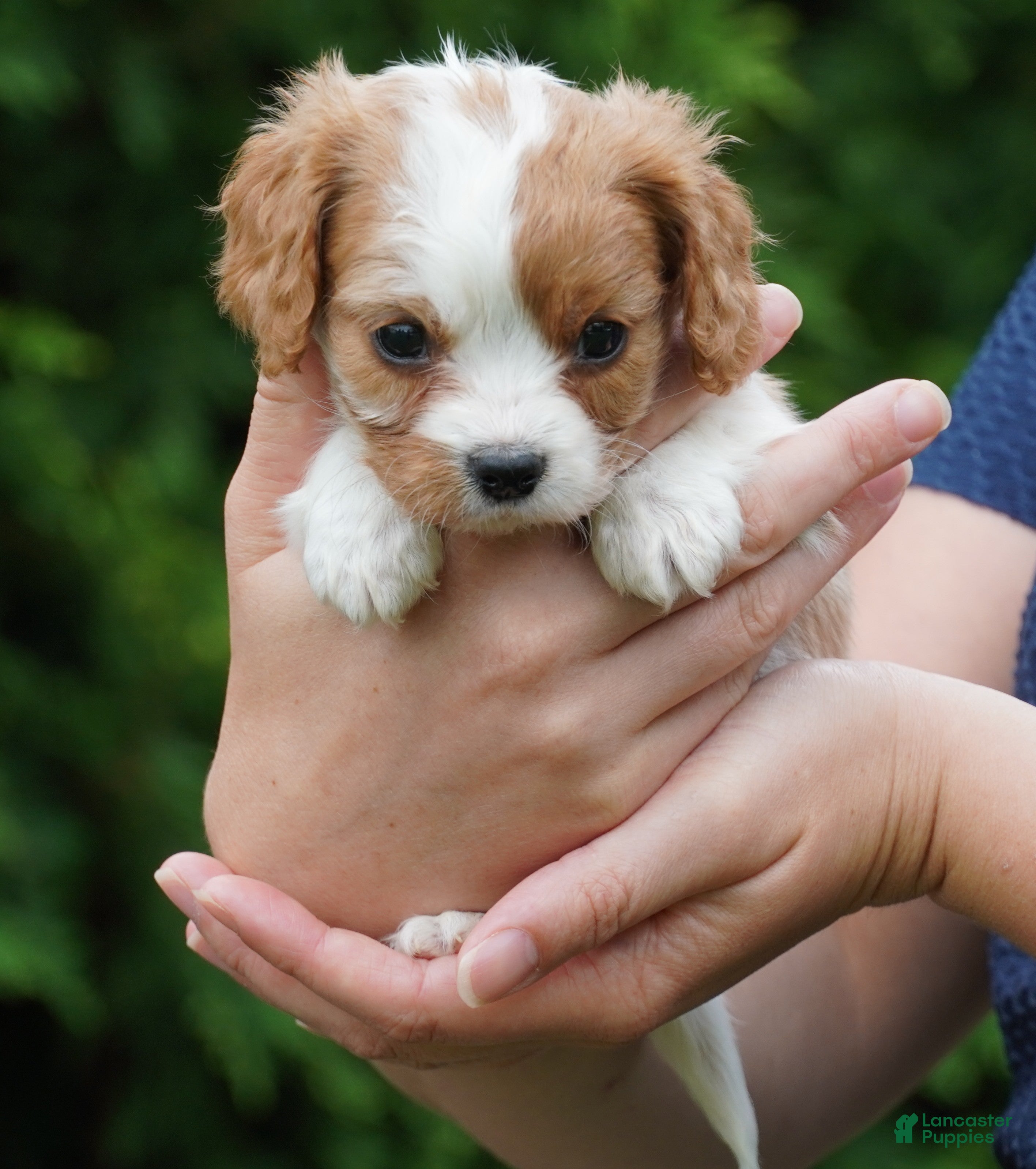 Cavachon dogs Shady - Ad 1
