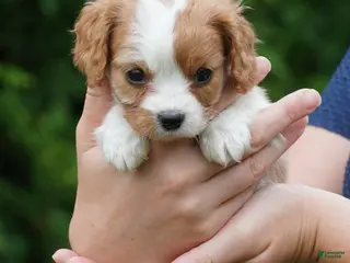 Cavachon dogs for sale: Shady - Ad 2