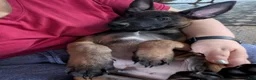 Belgian Malinois dogs for sale: Belgian Malinois 2 - Ad 4