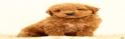 Mini Goldendoodle dogs for sale: Logan - Ad 3
