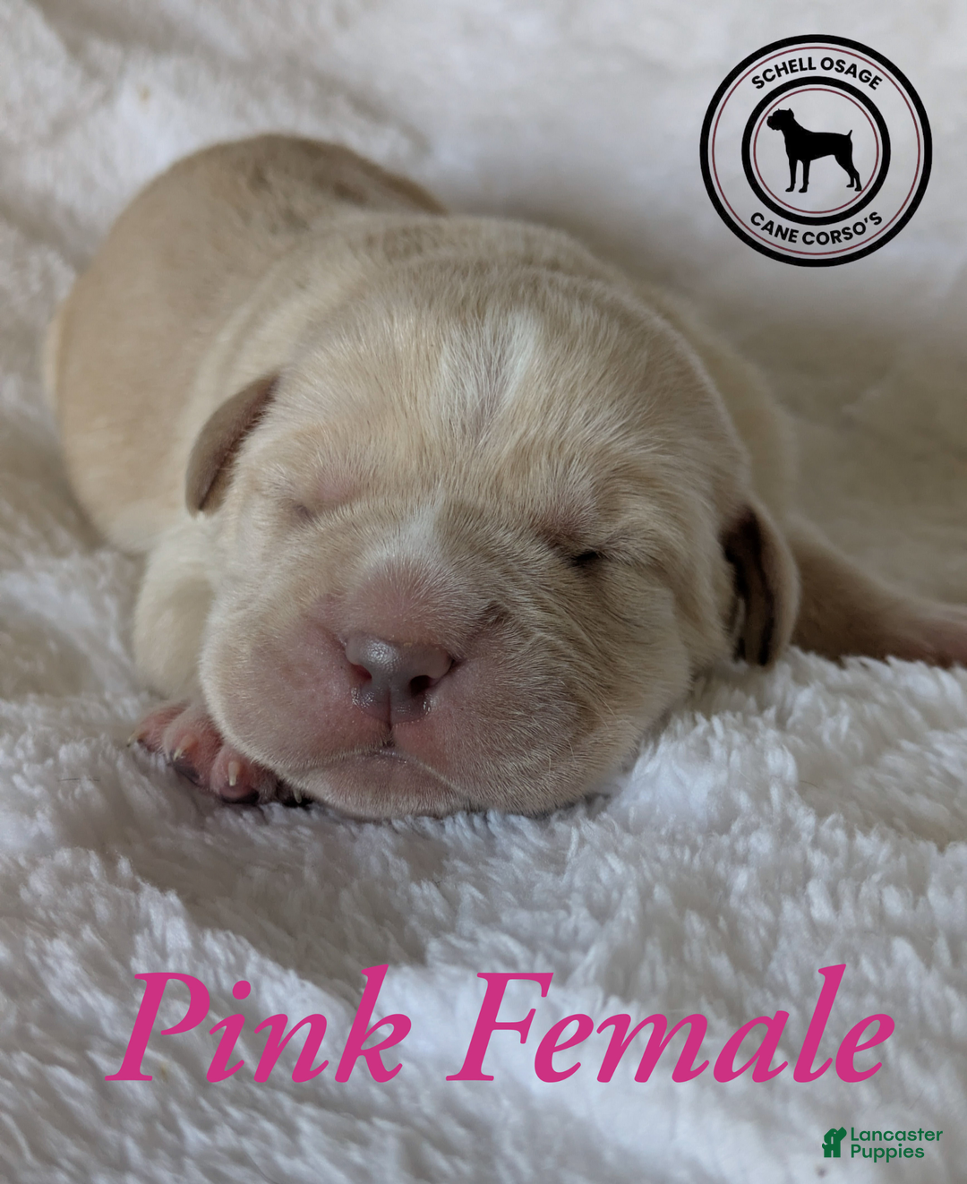 Cane Corso dogs for sale: Pink  - Ad 3