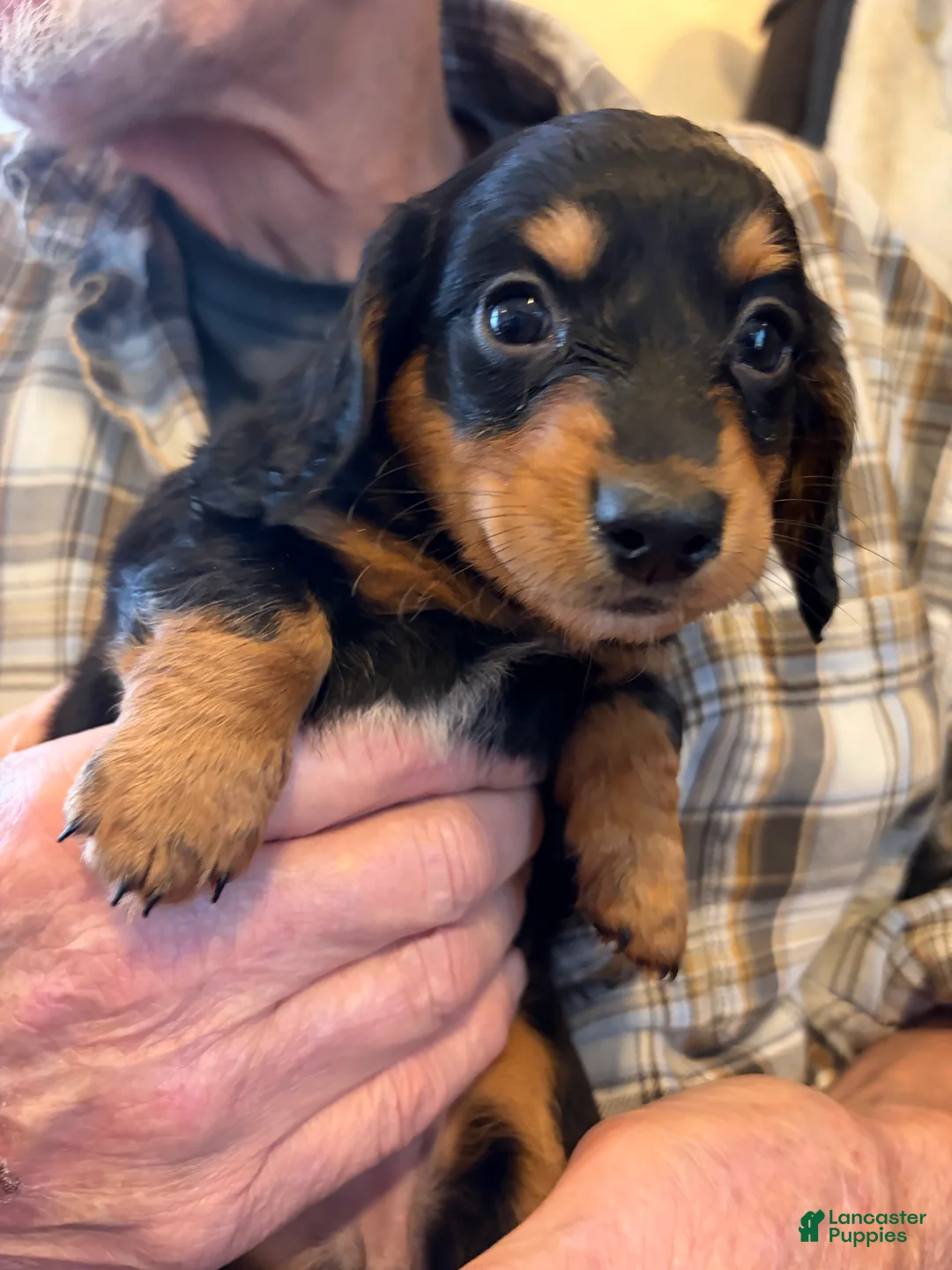 Dachshund dogs for sale: Star - Ad 2