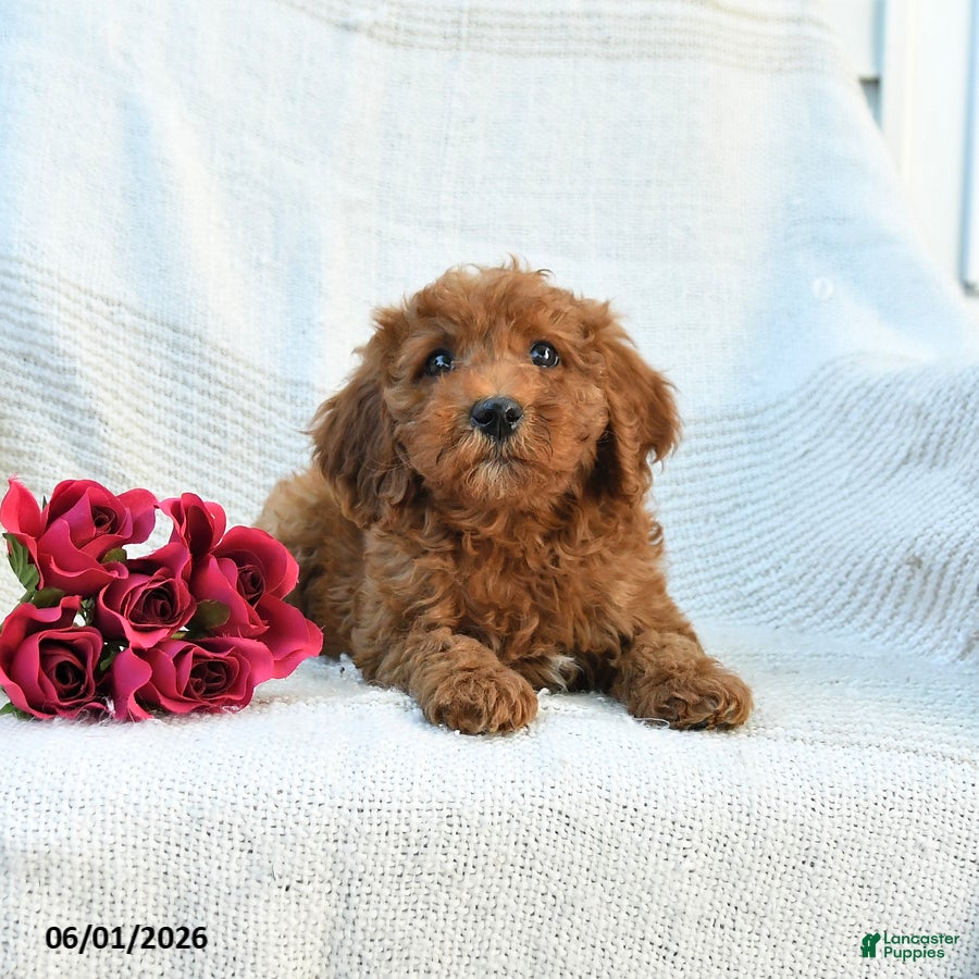 Mini Goldendoodle dogs Morgan - Ad 1