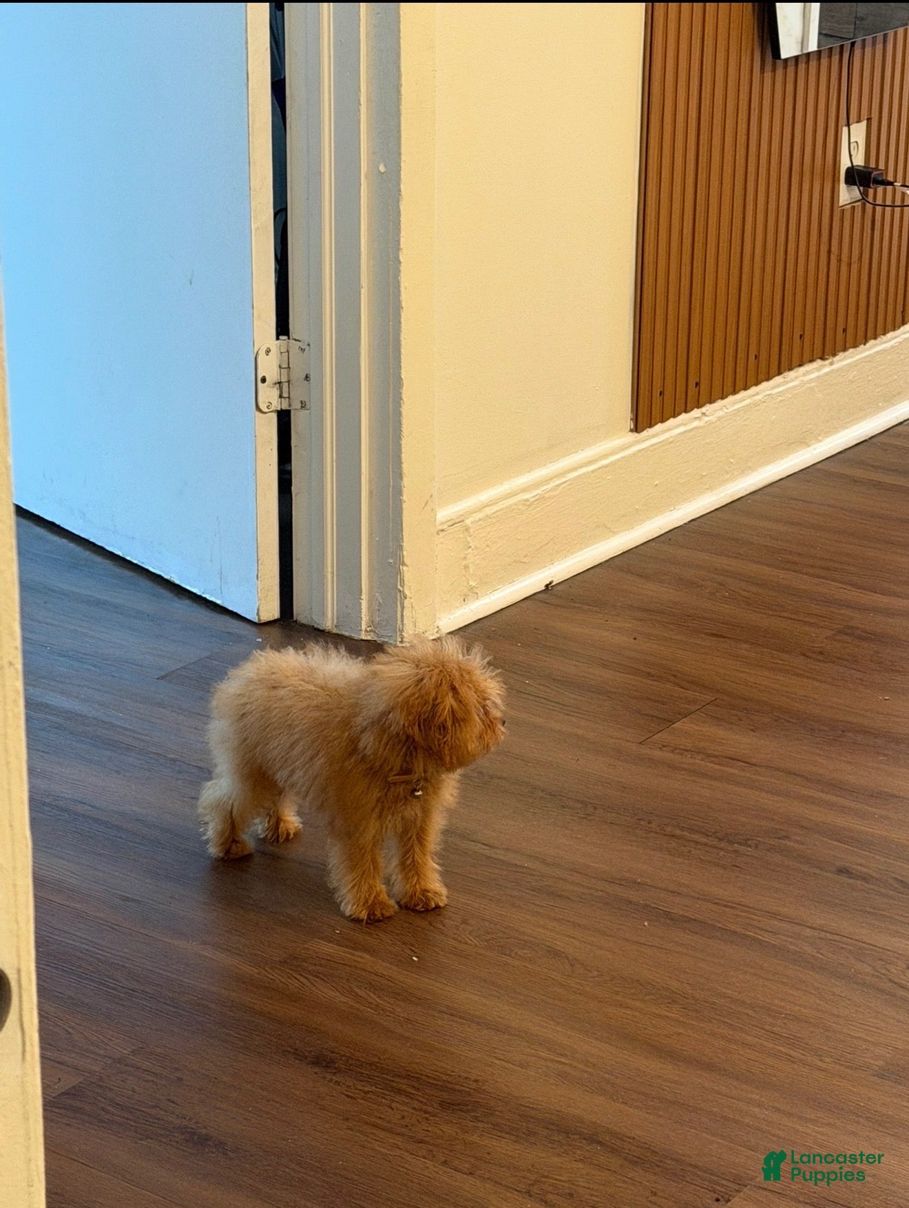 Toy Poodle dogs Toy Poodle 1 - Ad 8