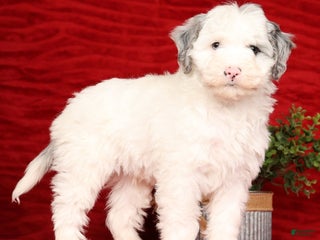 Mini Sheepadoodle dogs Charles - Ad 2