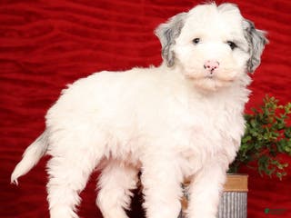 Mini Sheepadoodle dogs Charles - Ad 2