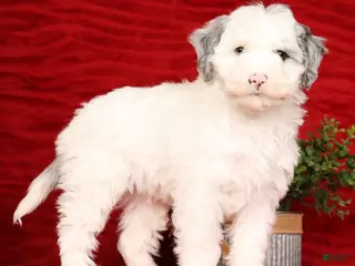 Mini Sheepadoodle dogs Charles - Ad 39