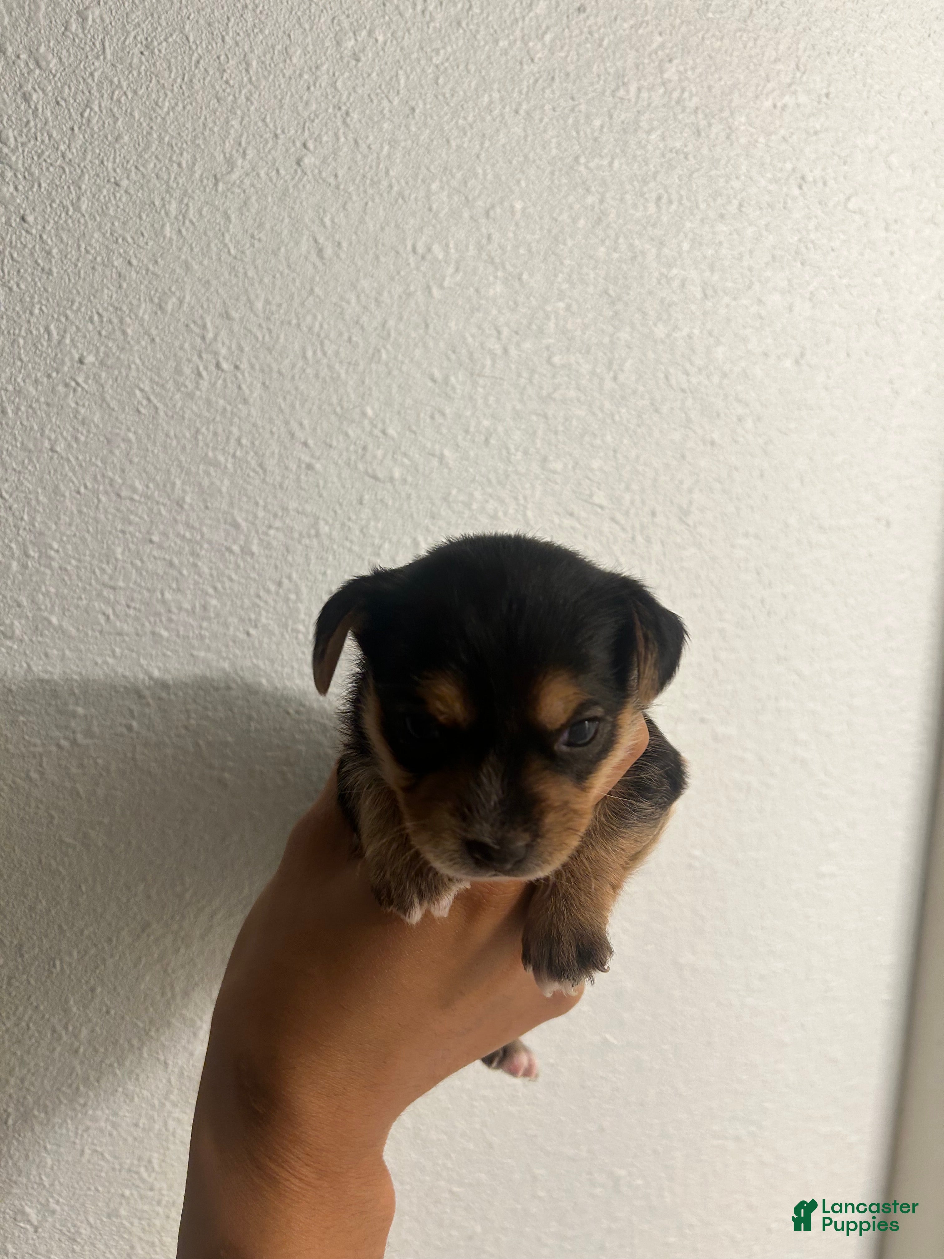 Chorkie dogs Chorkie Puppy 3 - Ad 3