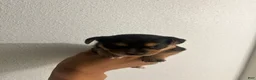 Chorkie dogs for sale: Chorkie Puppy 3 - Ad 1