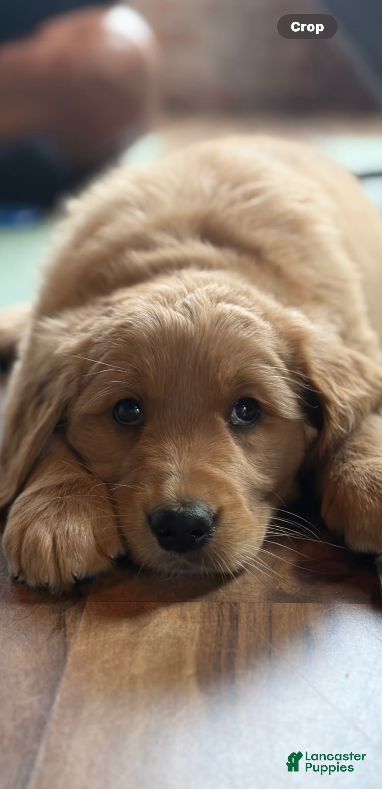 Golden Retriever dogs Mr. Dazzle Your Heart - Ad 5