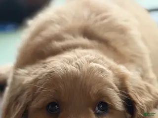 Golden Retriever dogs Mr. Dazzle Your Heart - Ad 5