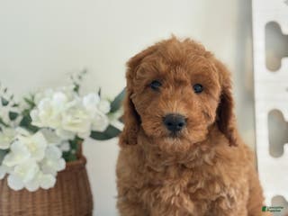 Mini Goldendoodle dogs Mini Goldendoodle Puppy 1 - Ad 14