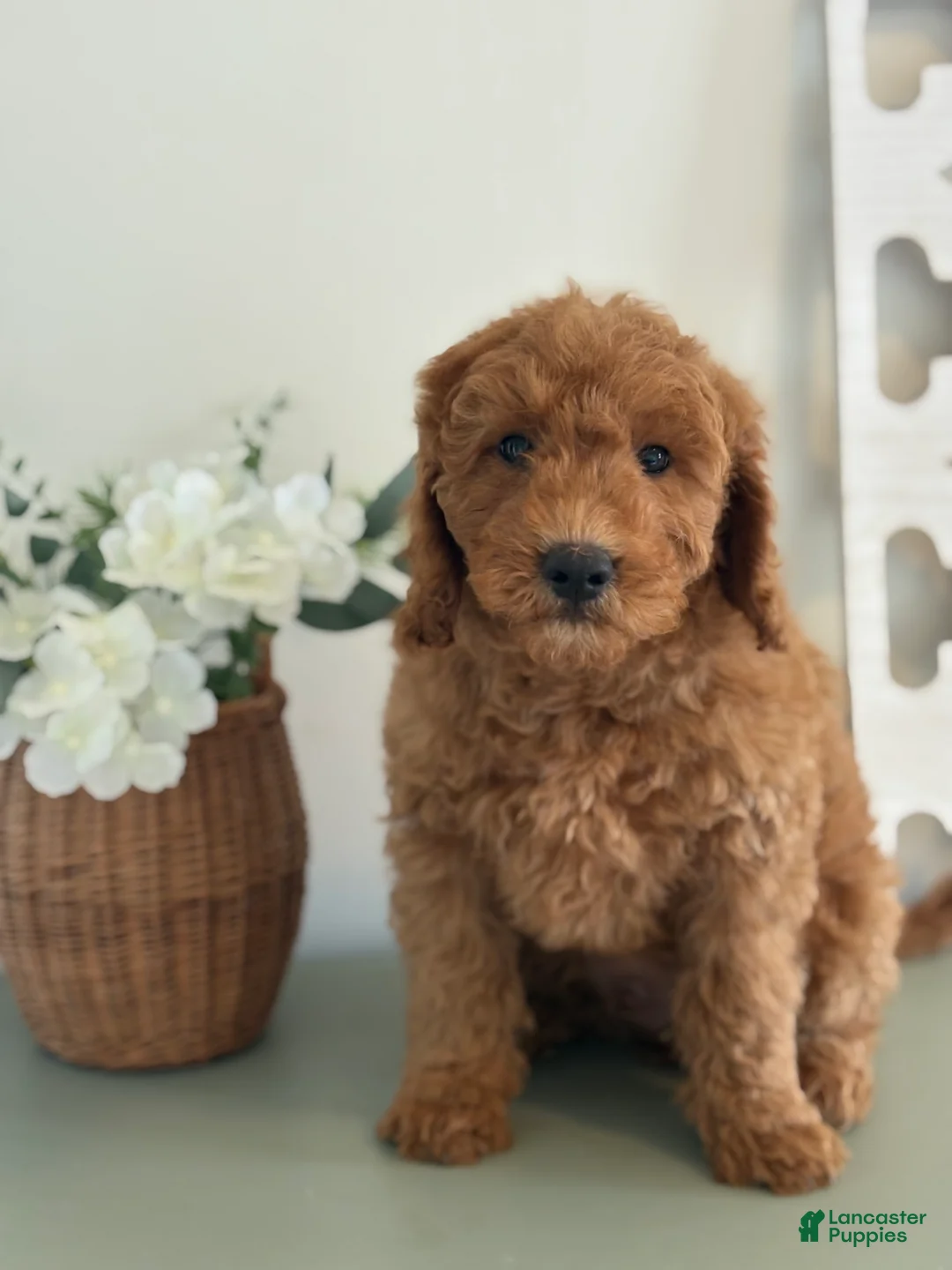 Mini Goldendoodle dogs for sale: Mini Goldendoodle Puppy 1 - Ad 1