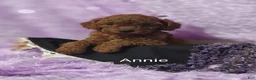 Cavapoo dogs for sale: Cavapoo F1b 9 Annie - Ad 9