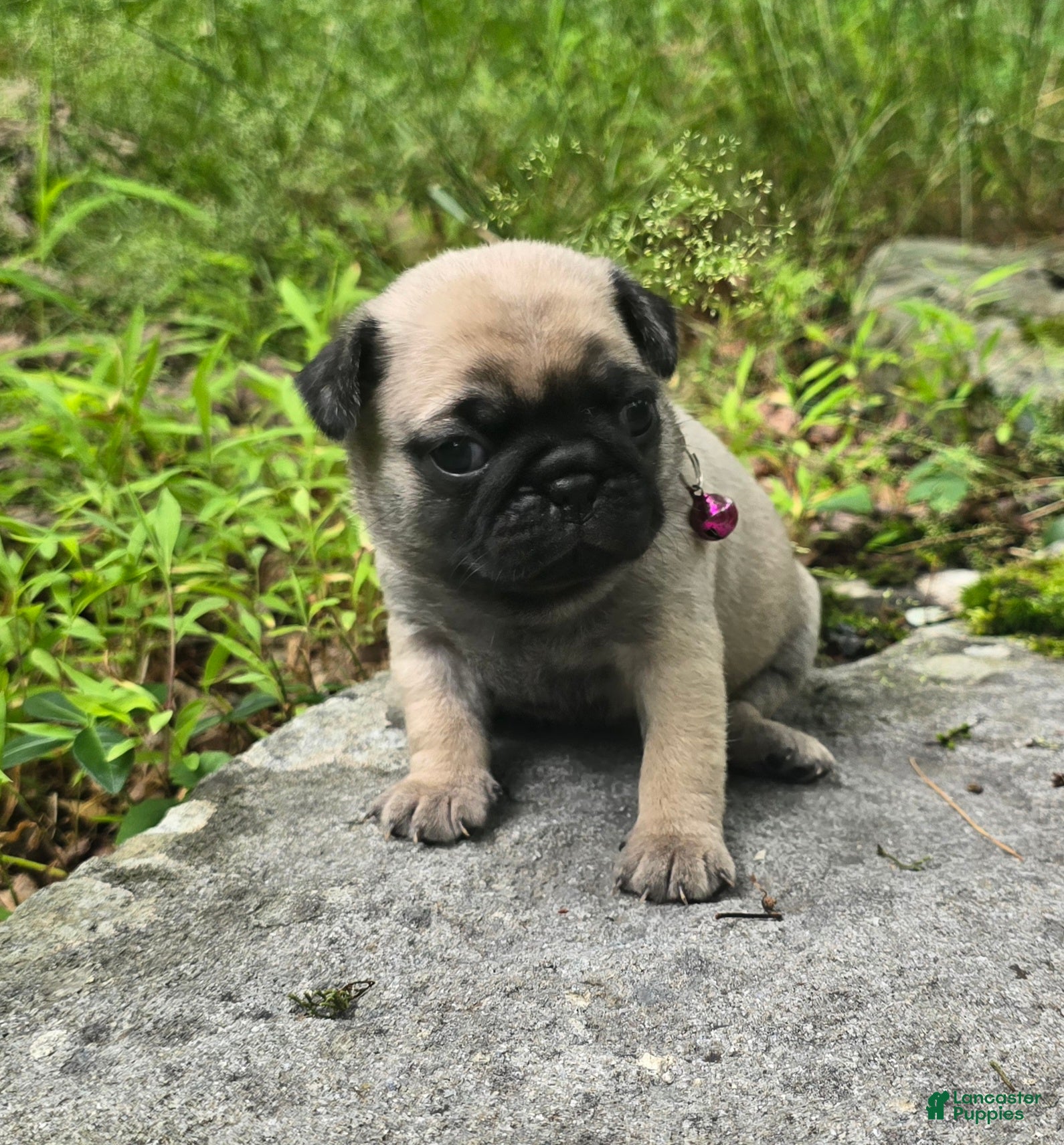 Pug dogs Connie - Ad 2