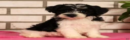 Yorkiepoo dogs for sale: Evelyn - Ad 3