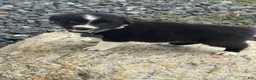 Border Collie dogs for sale: SPARK - Ad 2