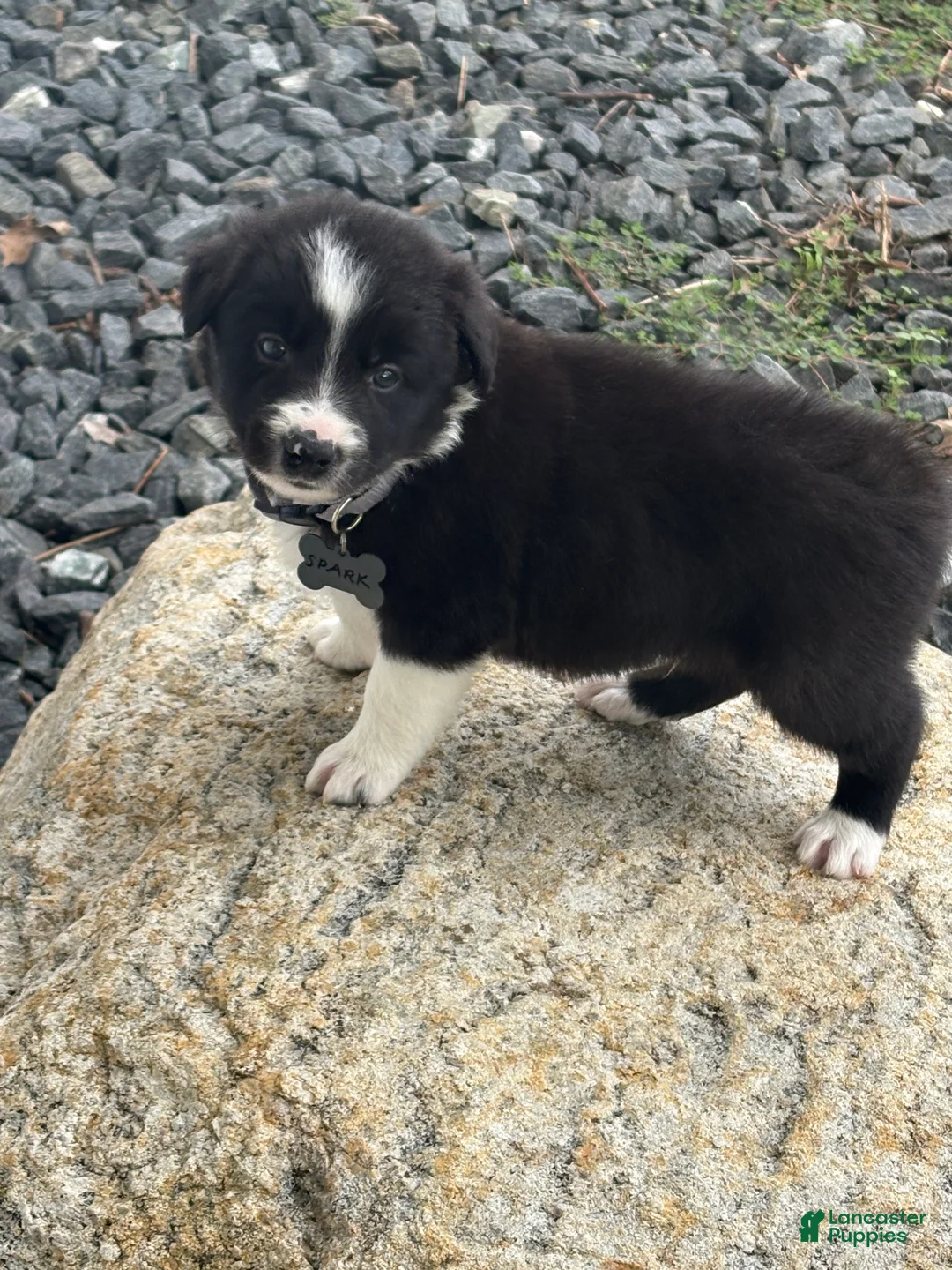 Border Collie dogs for sale: SPARK - Ad 2
