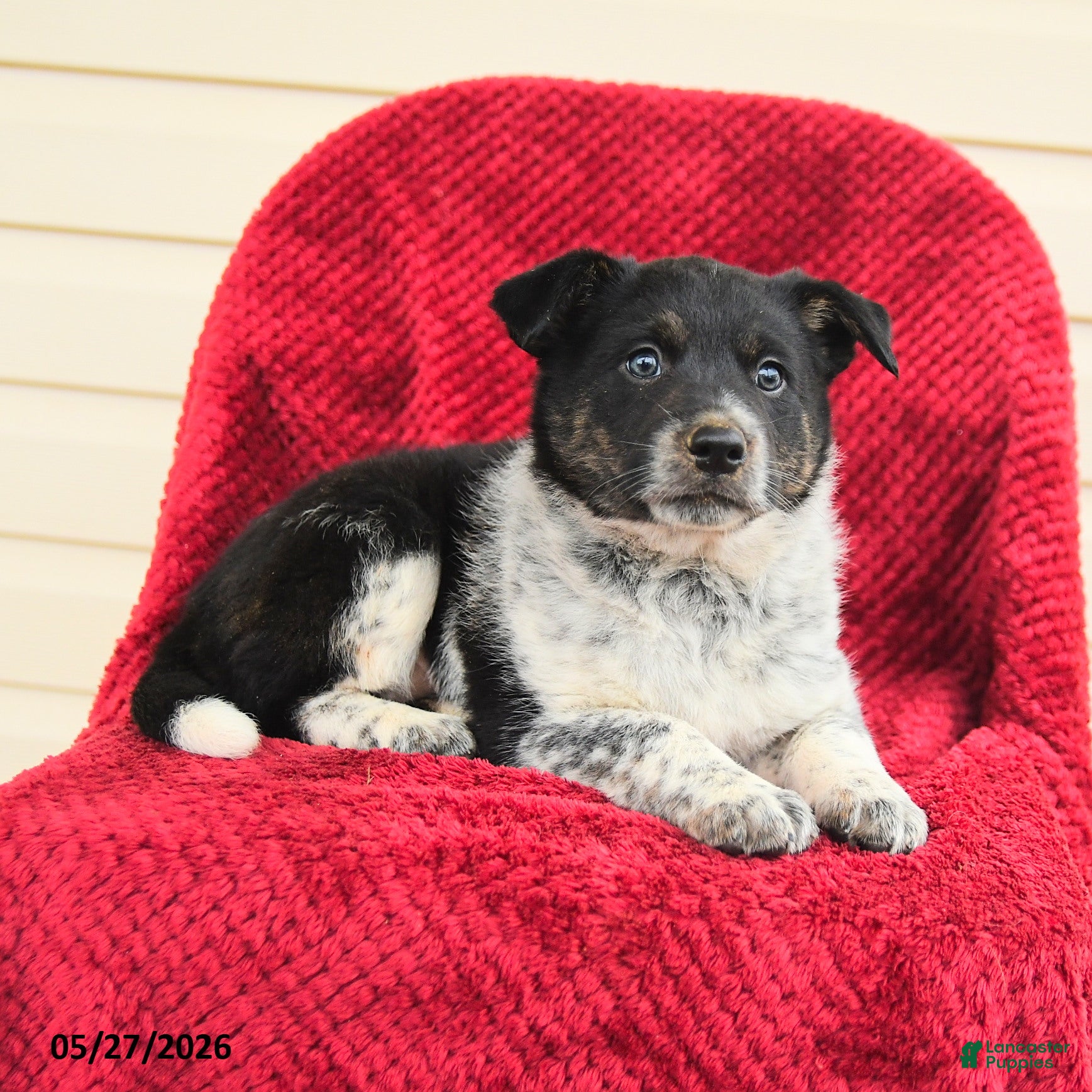 Mixed Breed dogs for sale: Reine - Ad 2