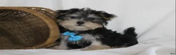 Morkie dogs for sale: Milo - Ad 3