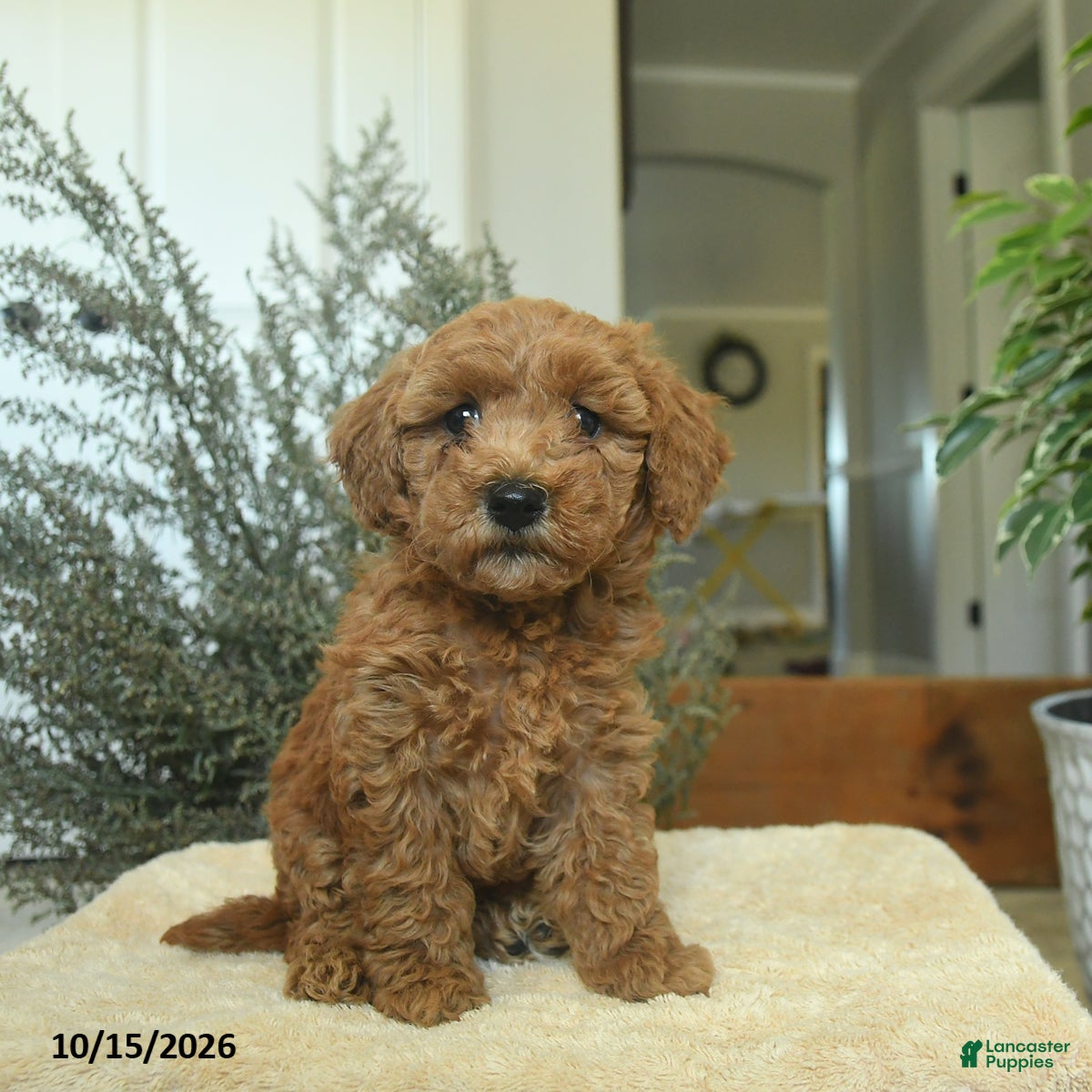 Miniature Poodle dogs Mia  - Ad 1