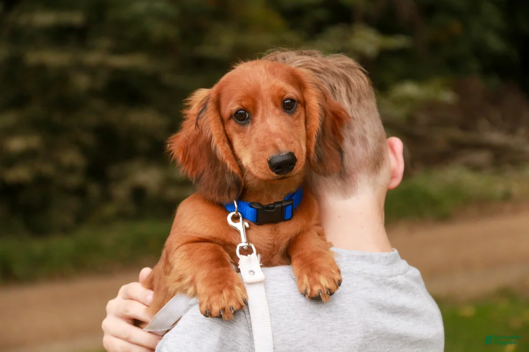 Miniature Dachshund dogs for sale: Asher Miniature Dachshund - Ad 1