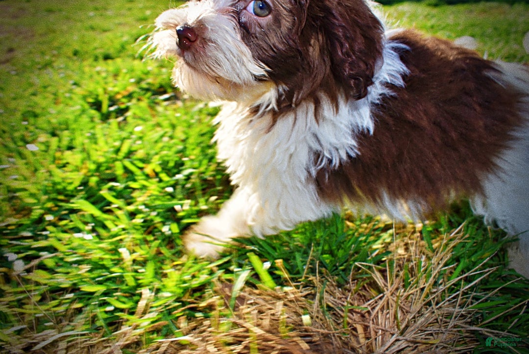 Havapoo dogs for sale: Simon - Ad 12