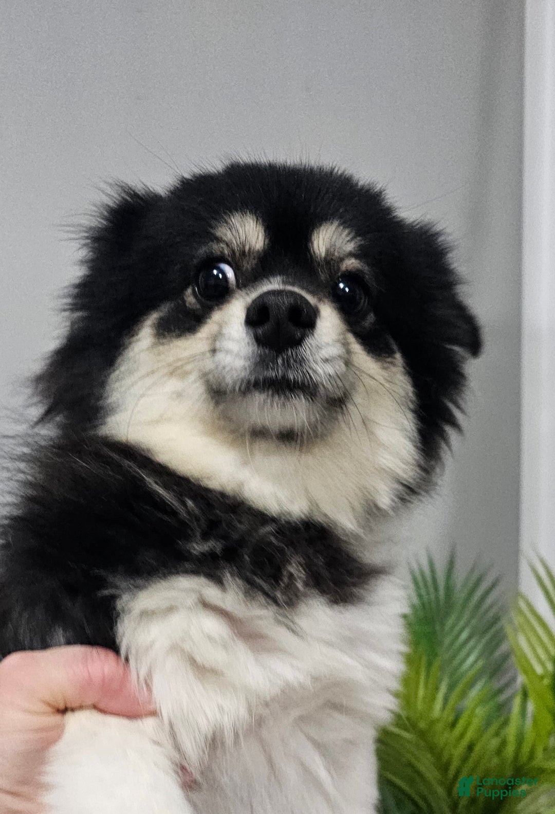 Pomeranian dogs for sale: Roxie  - Ad 11