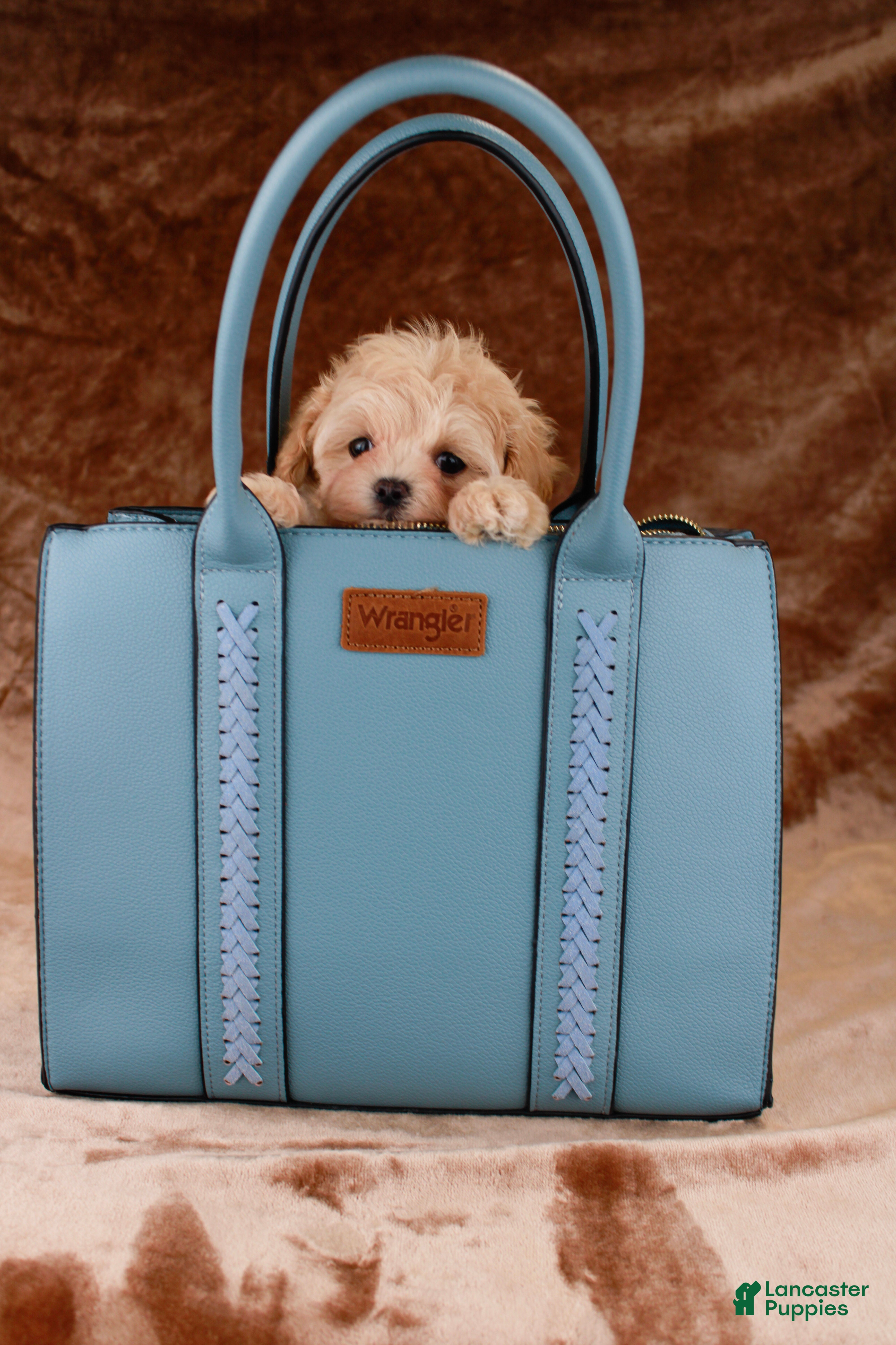Maltipoo dogs Cricket - Ad 1