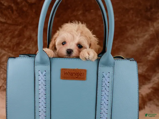 Maltipoo dogs Cricket - Ad 1
