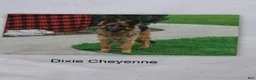 German Shepherd dogs for sale: Roselle - Ad 6