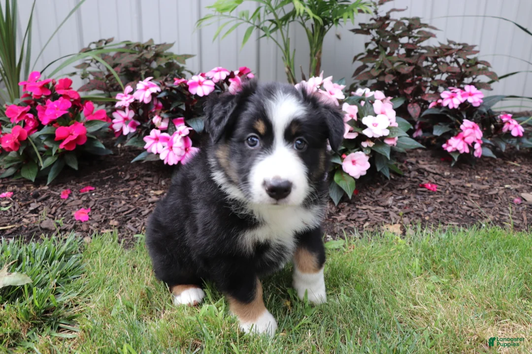 Australian Shepherd dogs for sale: Blackie - Ad 2