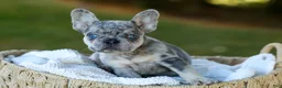 French Bulldog dogs for sale: Copper - Blue Merle - Ad 10