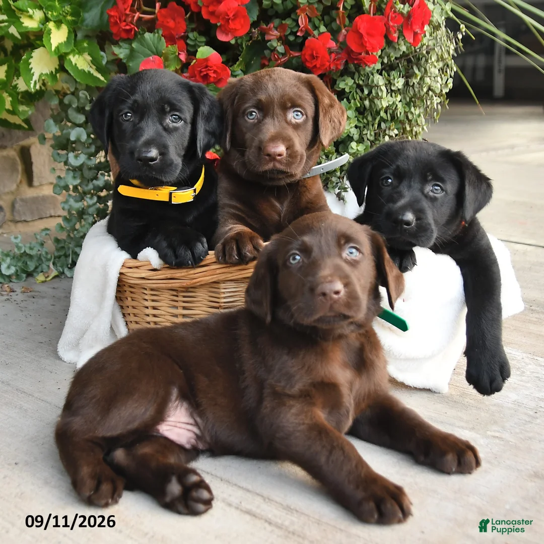 Labrador Retriever dogs for sale: Paige - Ad 5