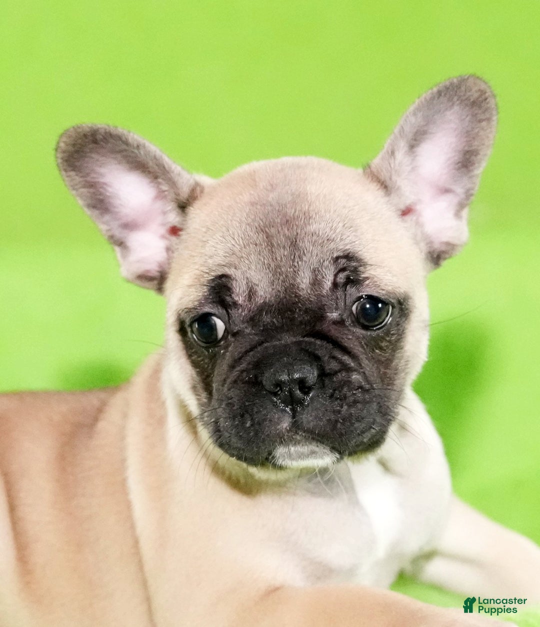 French Bulldog dogs for sale: Carla - Ad 8